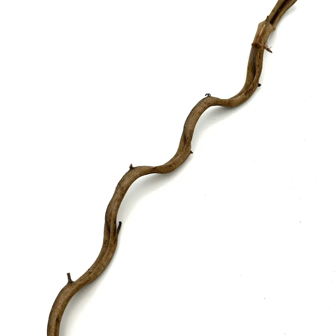 biothai-liana-2-4cm-100cm-stan-nowy