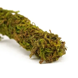 repti-zoo-liana-do-terrarium-z-naturalnym-mchem-2cm-x-2m