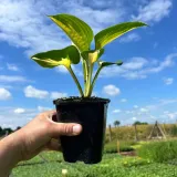 funkia-dream-queen-c2-sadzonka-2l-stan-opakowania-oryginalne