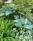 funkia-dream-queen-c2-sadzonka-2l-nazwa-lacinska-hosta