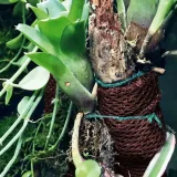 wacool-rainforest-plant-cotton-l-hydrolon-stan-nowy