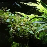 wacool-rainforest-plant-cotton-m-hydrolon-kod-producenta-rz-plant-cotton-m-yzm003