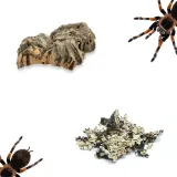 zestaw-pajeczarza-mini-kod-producenta-set-spider-mini