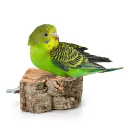 biocork-shelf-naturalna-zerdz-plaster-polka-z-galezi-debu-korkowego-dla-pap