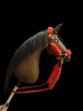 hobby-horse-a4-kasztan