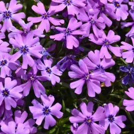 floks-szydlasty-purple-beauty-sadzonka-w-doniczce-p9