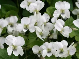 50x-fiolek-motylkowy-albiflora-bialy-sadzonka-w-doniczce-p9