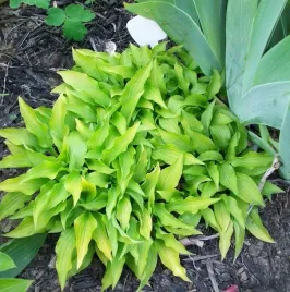 10x-funkia-miniaturowa-hosta-lemon-lime-sadzonka-w-doniczce-p9