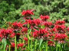 10x-pysznoglowka-monarda-hibrida-czerwona-sadzonka-w-doniczce-p9