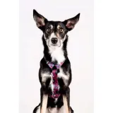 chaba-szelki-dla-psa-guard-lakota-m-stan-nowy