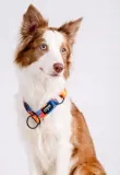 chaba-obroza-polzaciskowa-aussie-m-26-50cm-maksymalny-obwod-szyi-50-cm