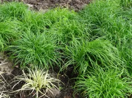 turzyca-wiosenna-the-beatles-carex-caryoph-p9