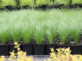 ostnica-cieniutka-ponytails-stipa-tenuissima-p9