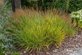 trzcinnik-cheju-do-calamagrostis-splendens-p9