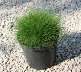 kostrzewa-gautieri-pic-carlit-festuca-gautieri-p9