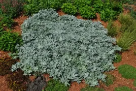 bylica-stellera-silver-brocade-artemisia-p9