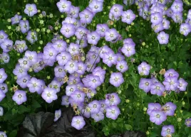 dzwonek-samantha-campanula-p9