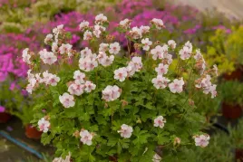 bodziszek-kantabryjski-biokovo-bialy-geranium-p9