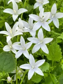 dzwonek-poszarskiego-e-h-frost-campanula-p9