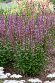 klosowiec-spicey-agastache-rugosa-p9