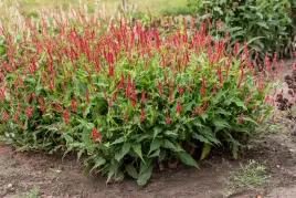 rdest-himalajski-ample-vibrant-red-persicaria-p9