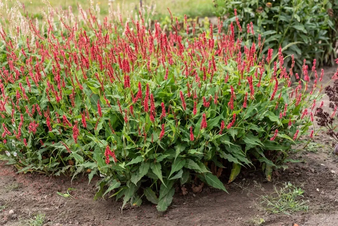 rdest-himalajski-ample-vibrant-red-persicaria-p9