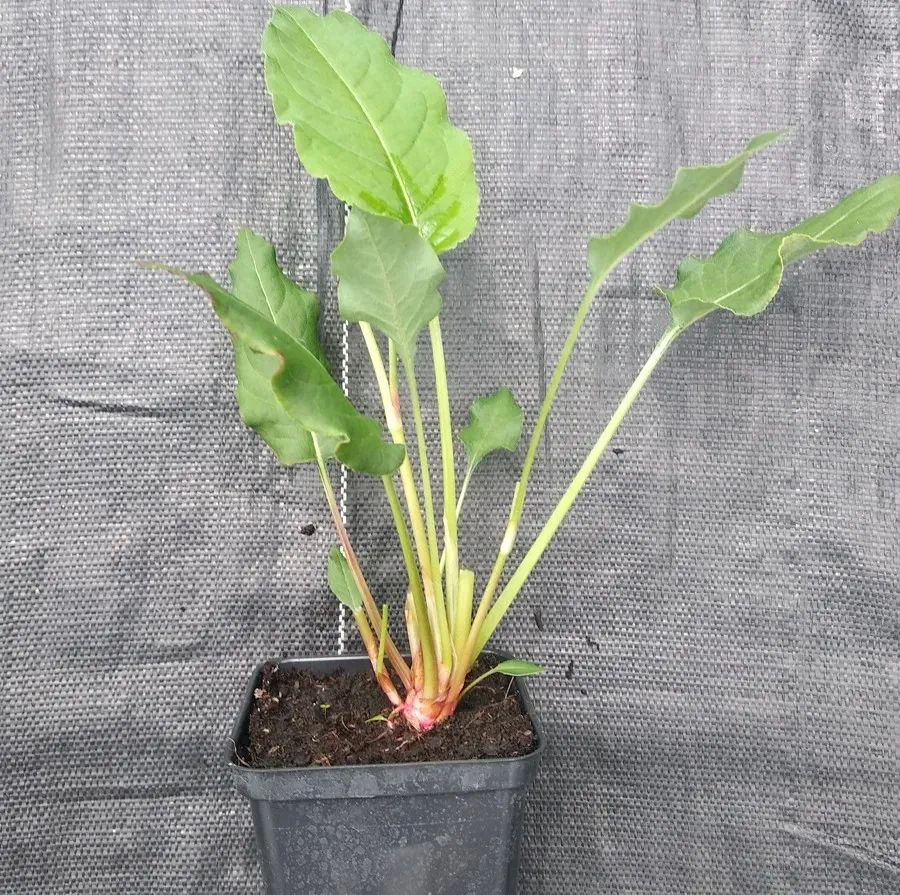 rdest-himalajski-ample-vibrant-red-persicaria-p9-rodzaj-rosliny-inny