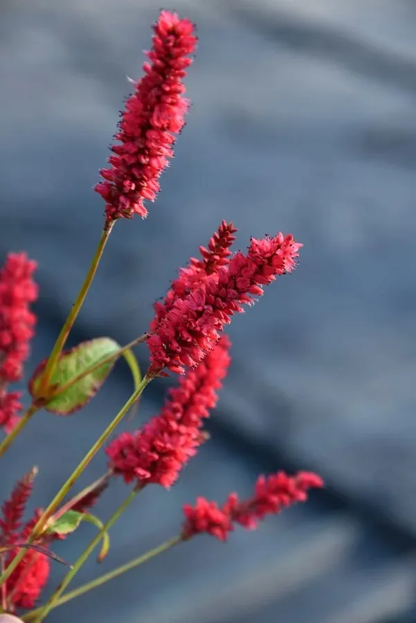 rdest-himalajski-ample-vibrant-red-persicaria-p9
