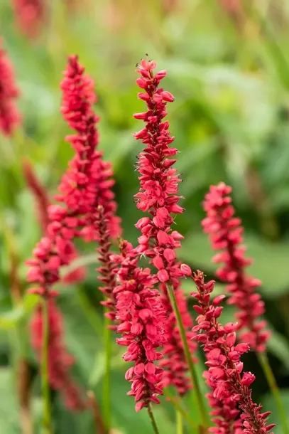 rdest-himalajski-ample-vibrant-red-persicaria-p9-roslina-w-postaci-sadzonka-w-pojemniku-05-1l