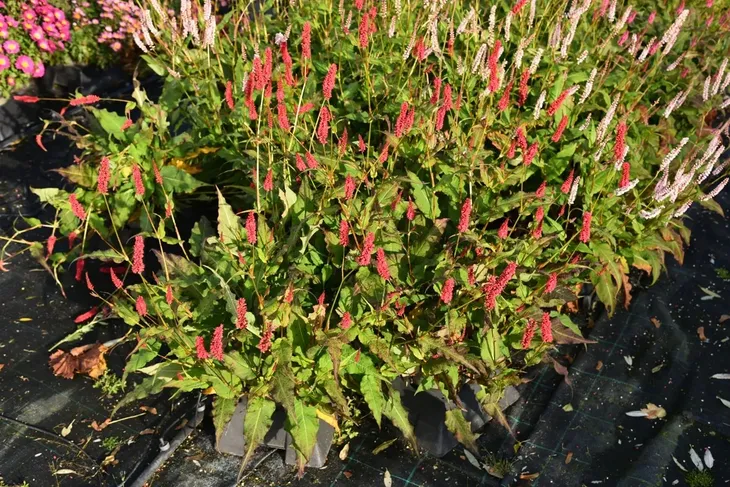 rdest-himalajski-ample-vibrant-red-persicaria-p9-wysokosc-sadzonki-15-cm