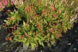 rdest-himalajski-ample-vibrant-red-persicaria-p9-wysokosc-sadzonki-15-cm