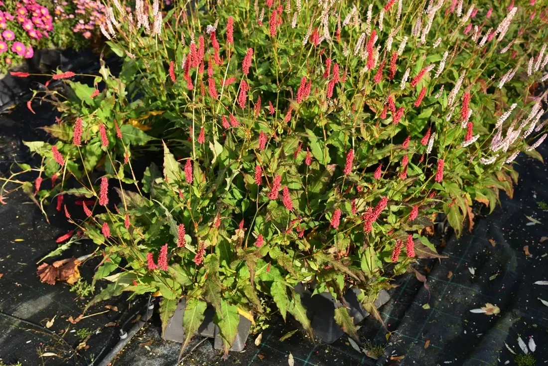 rdest-himalajski-ample-vibrant-red-persicaria-p9