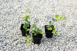 bluszcz-pospolity-hedera-helix-doniczka-p9