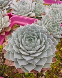 rojnik-aquila-sempervivum-hybridum-sadzonka-p9