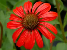 jezowka-tomato-soup-echinacea-sadzonka-p9-czerwone-kwiaty-bylina