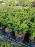 cis-pospolity-repandens-okrywowy-do-ogrodu-wysokosc-sadzonki-20-25-cm