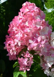 hortensja-bukietowa-sundae-frase-w-donicy-xxl-3l