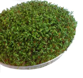 nasiona-na-kielki-rzezucha-7g-od-skworcu