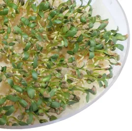 nasiona-na-kielki-brokuly-100g-duza-paka-od-skworc