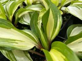 funkia-hosta-raspberry-sundae-p12-wisniowe-ogonki-lisciowe