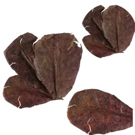 liscie-katapang-migdalecznik-ograniczja-rozwoj-grzybow-5szt-15-20cm