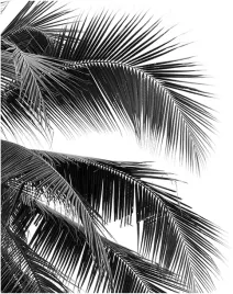 fototapeta-190x254-flizelina-palma-f127-sf