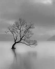 fototapeta-190x254-flizelina-drzewo-f113-sf