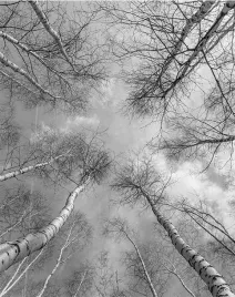 fototapeta-190x254-flizelina-drzewa-f138-sf