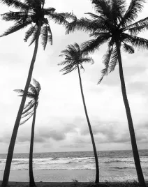 fototapeta-200x254-tapeta-flizelina-palmy-f134