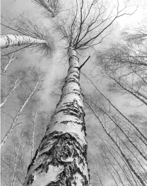 fototapeta-200x254-tapeta-flizelina-drzewa-f139