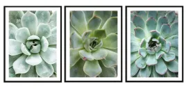 obraz-plakaty-w-ramie-53x73cm-tryptyk-komplet-3-obrazow-liscie-kwiaty-p2007