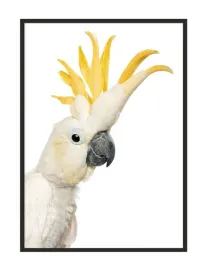 obraz-plakat-w-ramie-53x73-cm-kakadu-p1002