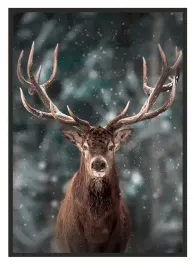 obraz-plakat-w-ramie-53x73-cm-jelen-p1899