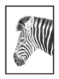 obraz-plakat-w-ramie-53x73-cm-zebra-p885